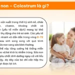 Sữa Non Colostrum Là Gì - Dropbiz