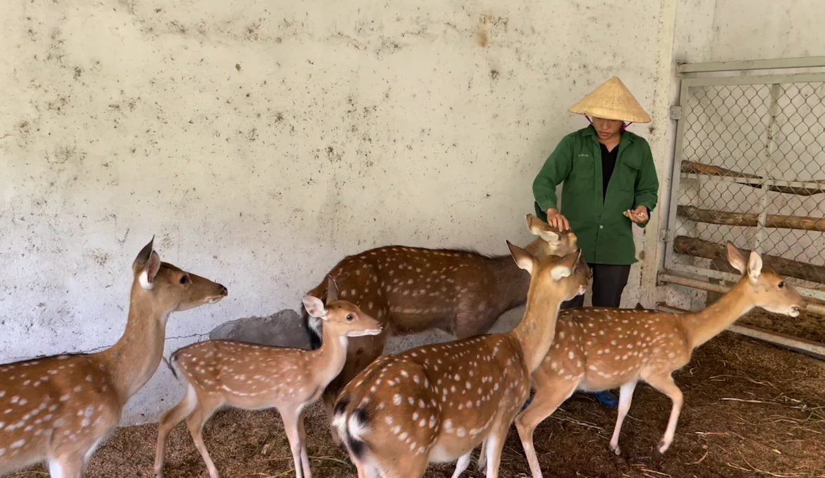 Công ty The Moshav Farm - Từ Thử Nghiệm Đến Sản Xuất Nhung Hươu Chưng Đường Phèn