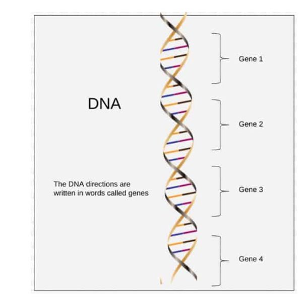 DNA