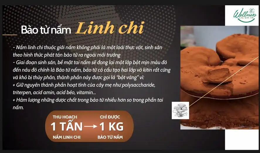 Bào Tử Nấm Linh Chi