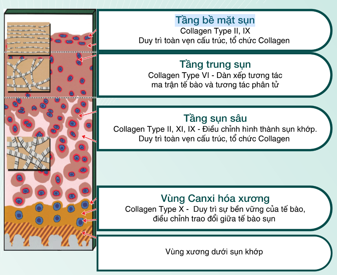 Cấu Trúc Collagen Trong Da