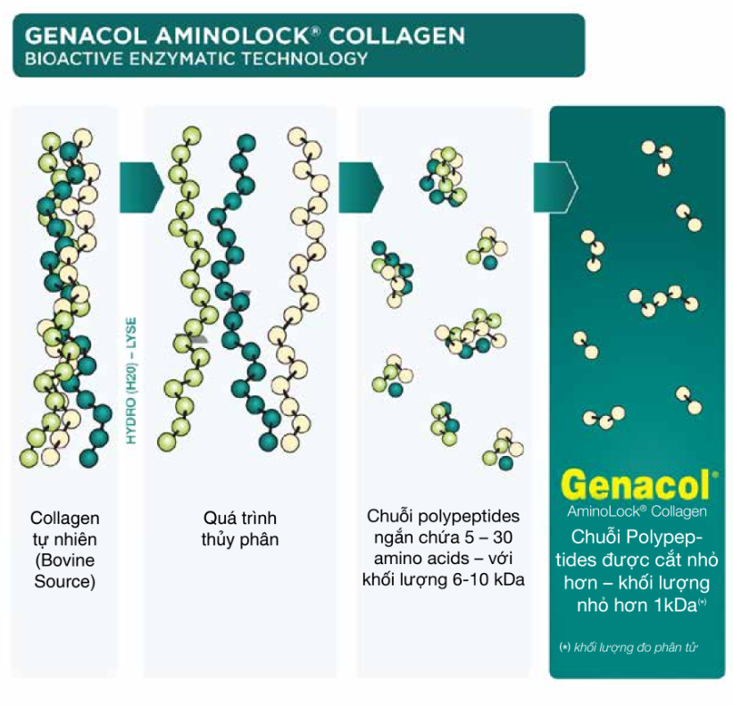 Kích Thước Phân Tử Collagen