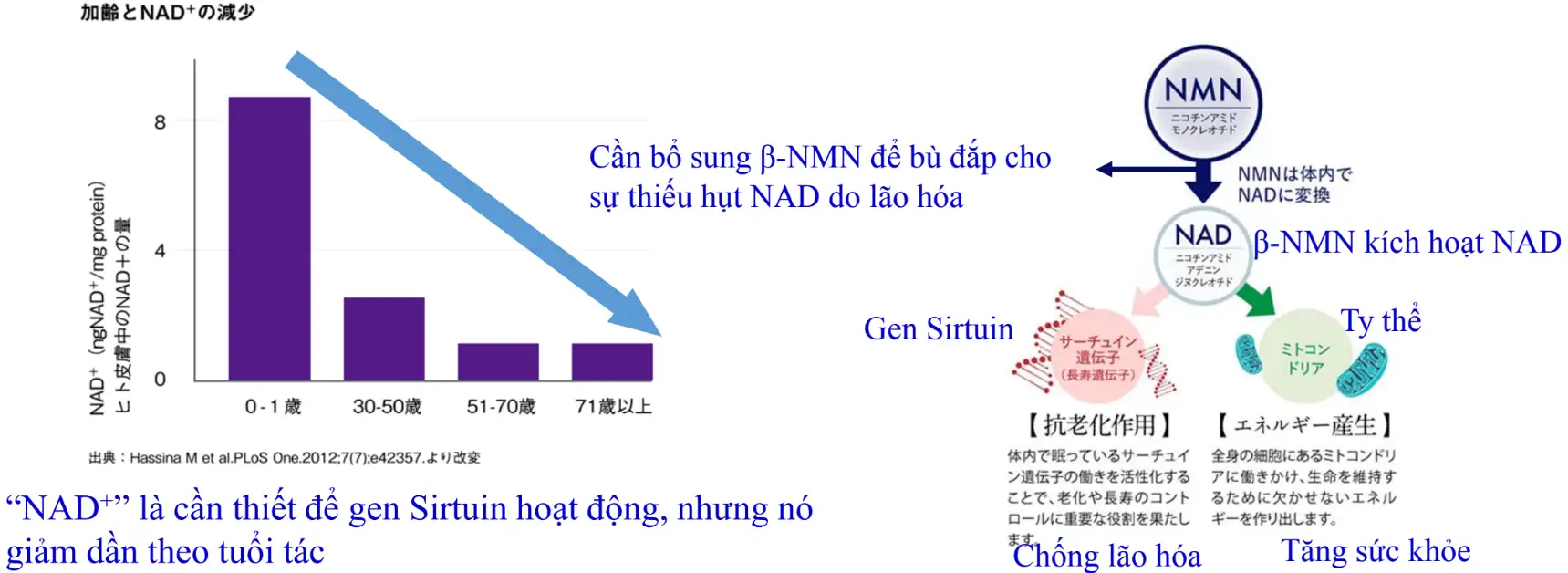 Viên uống hỗ trợ trẻ hóa và tăng cường sức khỏe Biken NMN 9000